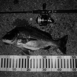 チニングにてようやく本命をGET(σ・∀・)σｹﾞｯﾂ!!